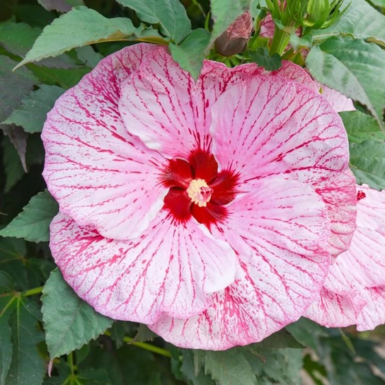 Glitter Bomb Rose Mallow vibrant blooms