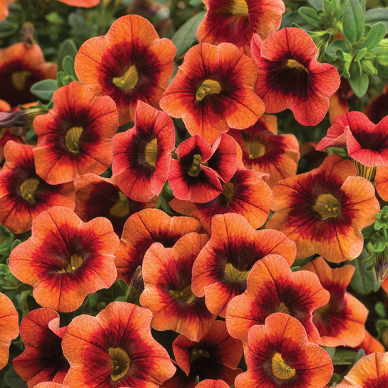 Superbells® Tangerine Punch™ Calibrachoa Flowers