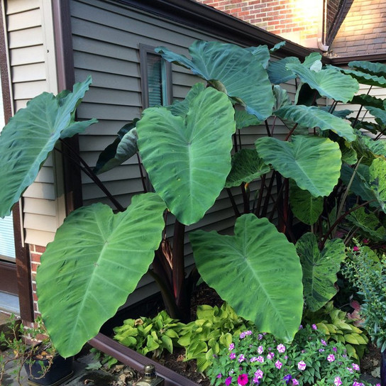 Enormous Heart of The Jungle Colocasia Plants Next to the House