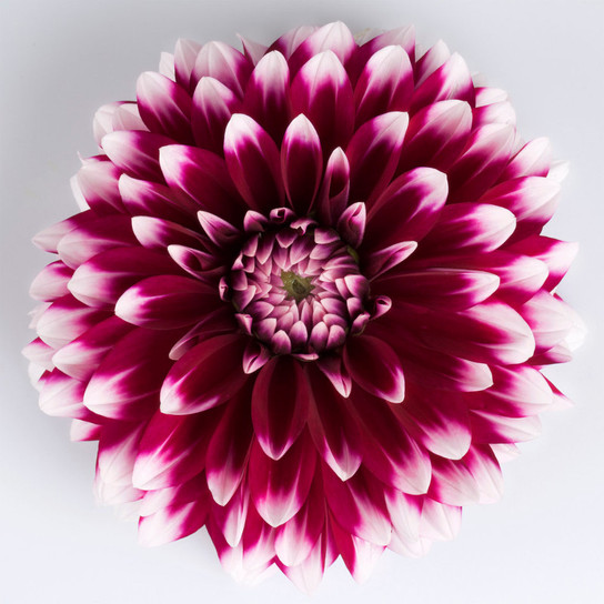 Dalina® Grande Cancun Dahlia Flower Petals