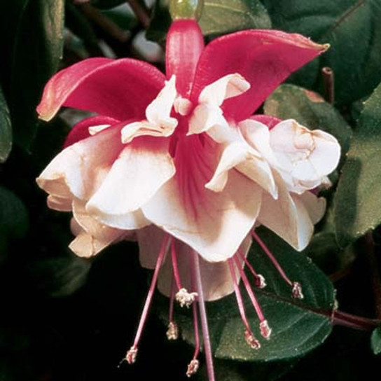 Fuchsia Swingtime Flower Close up