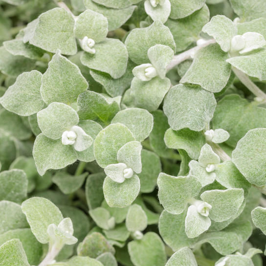 Proven Accents® White Licorice Plant Foliage