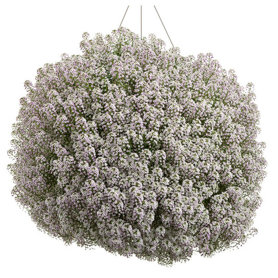 Blushing Princess Sweet Alyssum Covered in Blooms in Hanging Basket