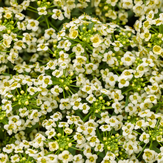 Moonlight Knight Sweet Alyssum Flowers