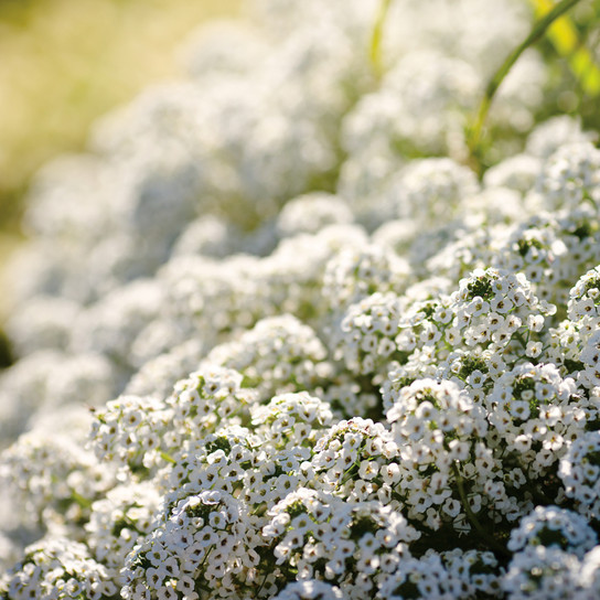 Snow Princess® Sweet Alyssum in the sunlight