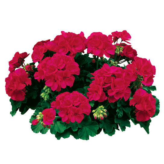 Americana® Cherry Rose Zonal Geranium Blooms Foliage and Flower Buds