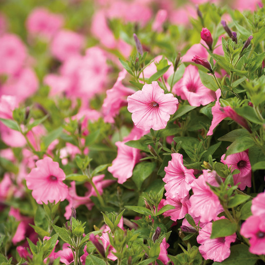 Supertunia Vista Bubblegum Petunia Flowers and Foliage