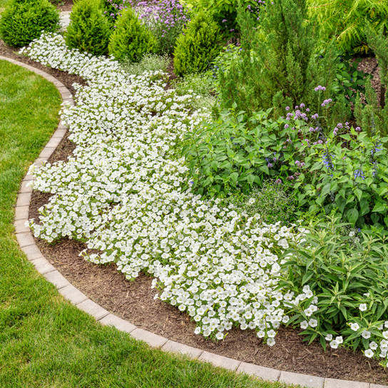 Supertunia Vista Snowdrift Petunia Mass Planted in the Garden