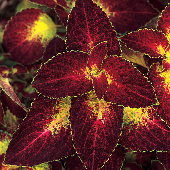 ColorBlaze® Dipt in Wine Coleus Foliage