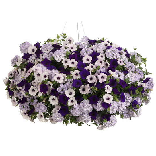 Do You Lilac It Annual Combination in Hanging Basket