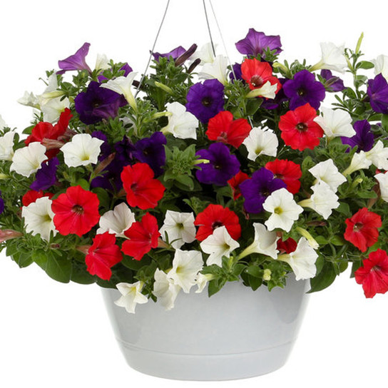 Main Street USA Mixed Annual Combination in Hanging Basket