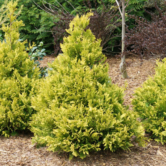 Soft Serve Gold False Cypress Shrub