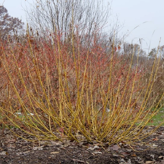 Arctic Fire® Yellow Dogwood Shrubs in the Winter