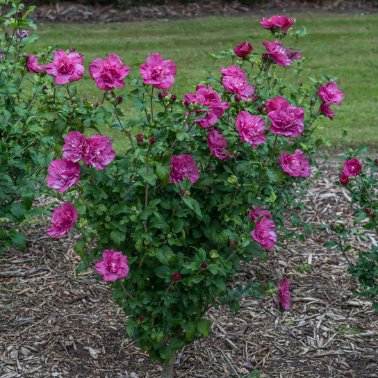 Magenta Chiffon® Rose of Sharon shrub in the garden