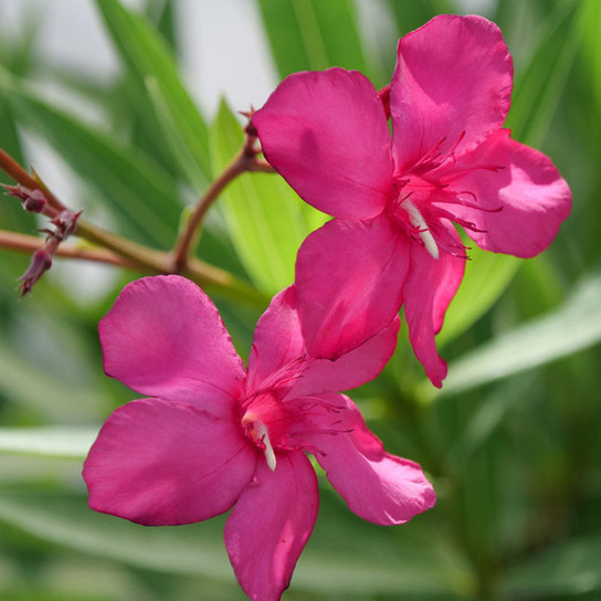 Austin Pretty Limits® Oleander flower closeup