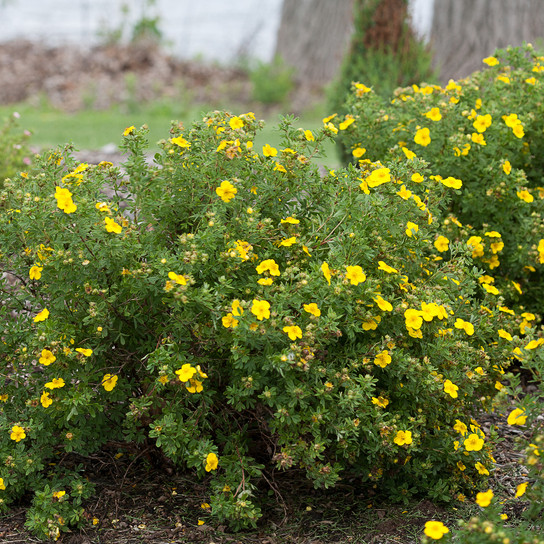 Happy Face® Yellow Potentilla Shrubs Flowering in the Garden