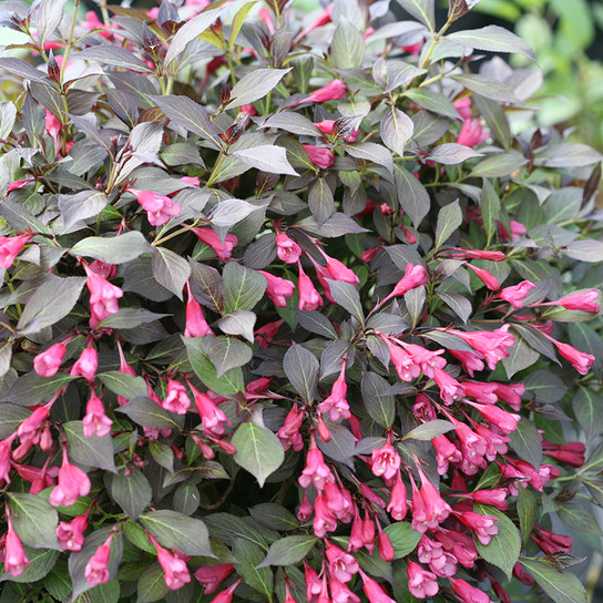 Midnight Wine Shine™ Weigela flowers and leaves