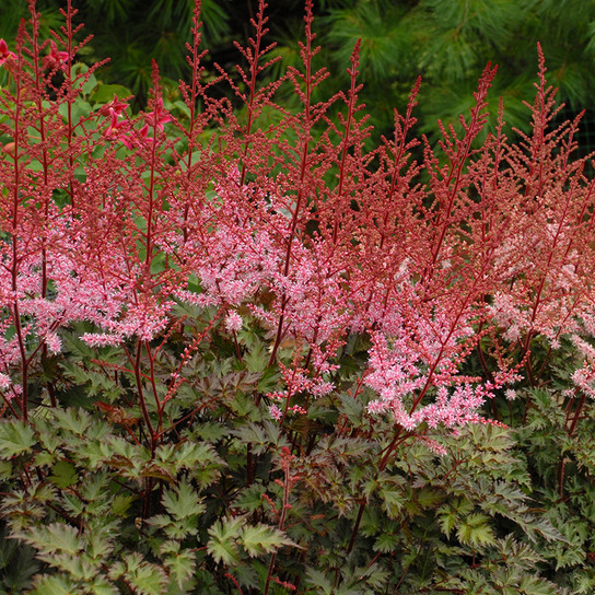 Delft Lace Astilbe Flowers and foliage