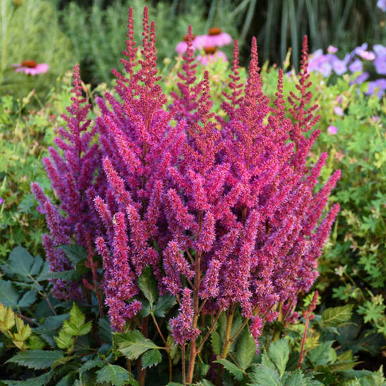 Visions Astilbe Flowers and foliage