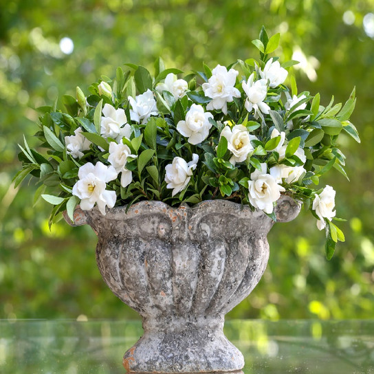 Jubilation Gardenia flowering