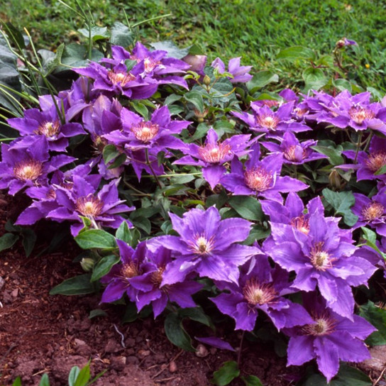 Mounding Bijou Clematis Plant Flowering