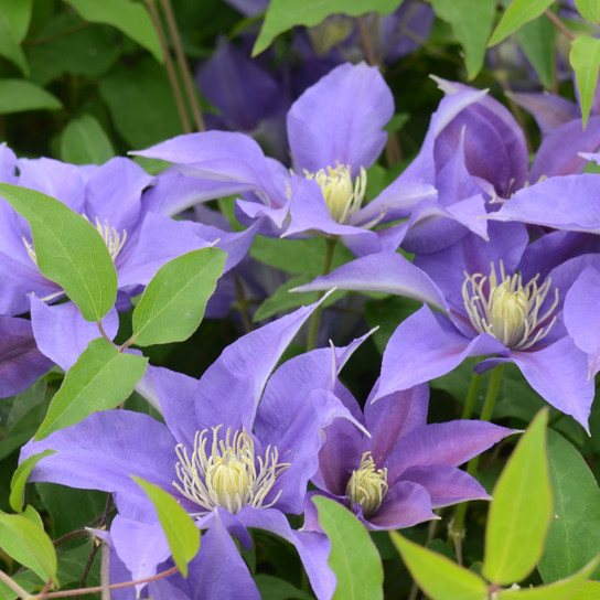 Olympia Clematis Blooms