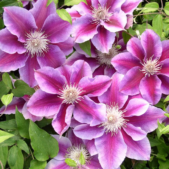 Kilian Donahue Clematis Vine Blooming and Leaves