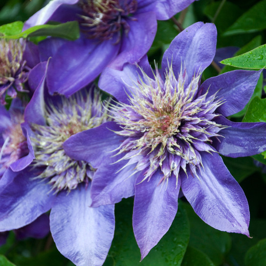 Multi-Blue Clematis Flowers