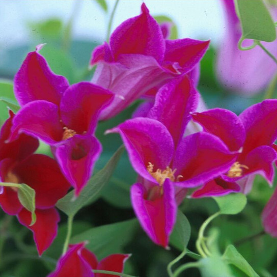 TEXENSIS, PRINCESS DIANA Clematis Blooming