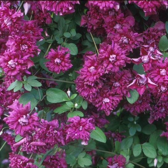 VITICELLA, PURPUREA PLENA ELEGANS Clematis Blooming