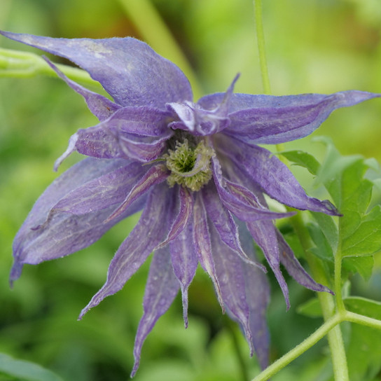 Sparky® Blue Clematis Flower and Foliage Close Up