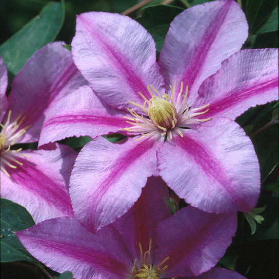 Sugar Candy Clematis Flowers