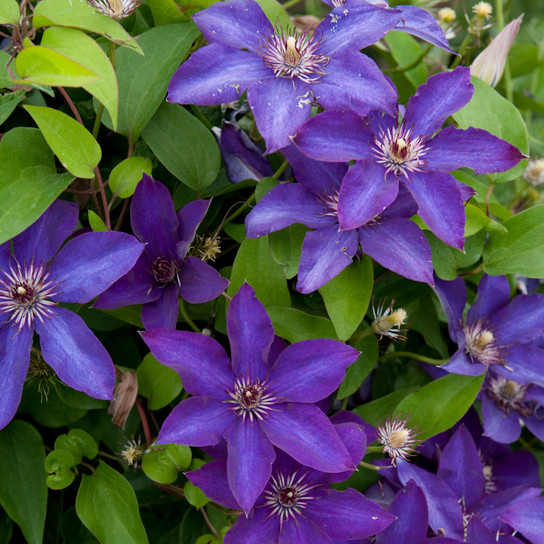 The President Clematis Vine Blooming