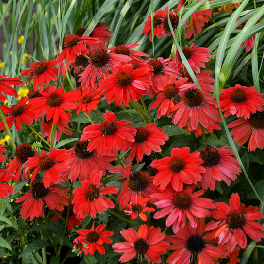 Sombrero® Salsa Red Coneflower Plants Blooming