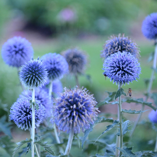 Blue Glow Globe Thistle Flowers