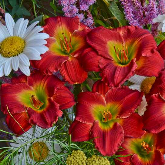 Happy Ever Appster Red Hot Daylily
