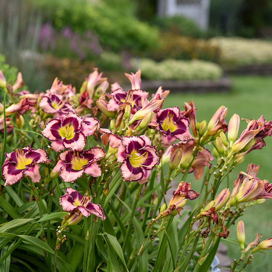 Rainbow Rhythm® Sound of My Heart Daylily Plants Blooming