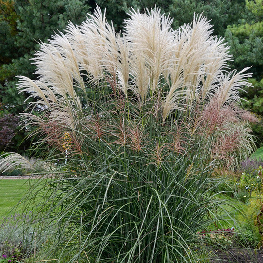 Encore Ornamental Grass with seed heads