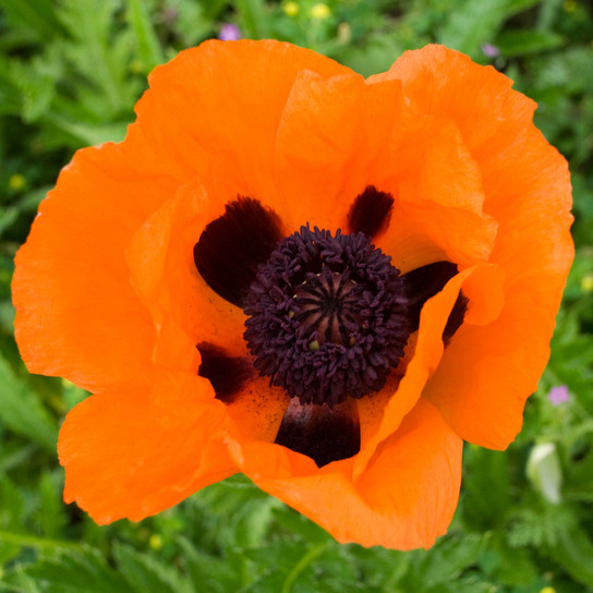Bright Prince of Orange Oriental Poppy Flower With Dark Center