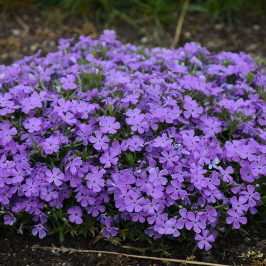 Mountainside Crater Lake Phlox Plant