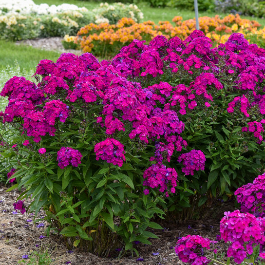 Luminary Ultraviolet Phlox Plants Flowering in the Garden