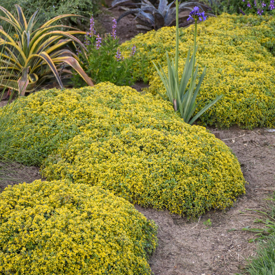 Rock 'N Low Yellow Brick Road Stonecrop Sedum Plants Blooming in the Garden