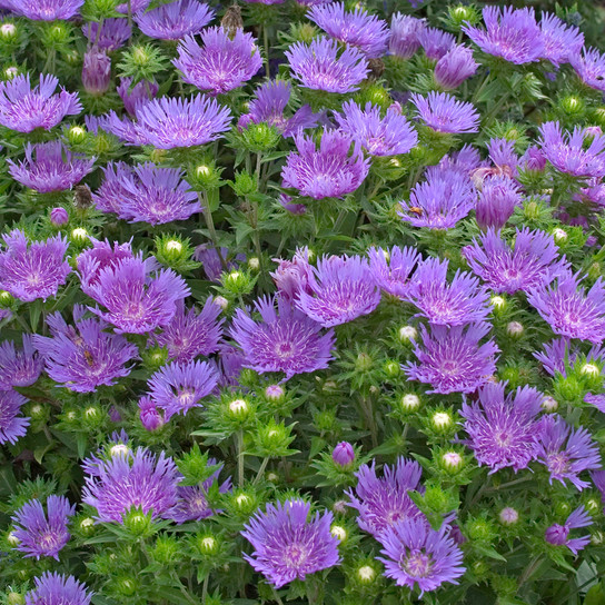 Peachie's Pick Stokes' Aster Plant Blooming