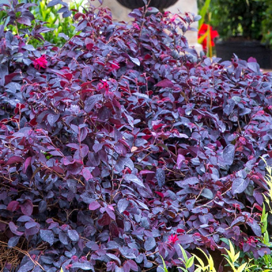 healthy Red Diamond Loropetalum