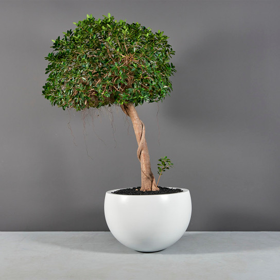 Tarragona Bowl Planter with plants