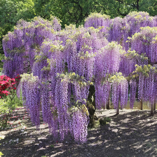 Amethyst Falls Wisteria Growing in the Sunlight 