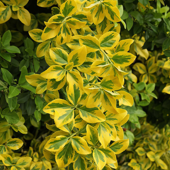 Golden Euonymus Blooming