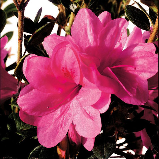 Autumn Empress Encore Azalea Cropped