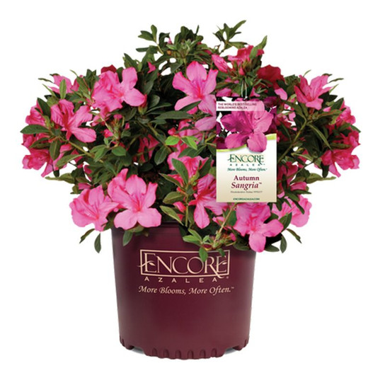 Autumn Sangria Encore Azalea Cropped