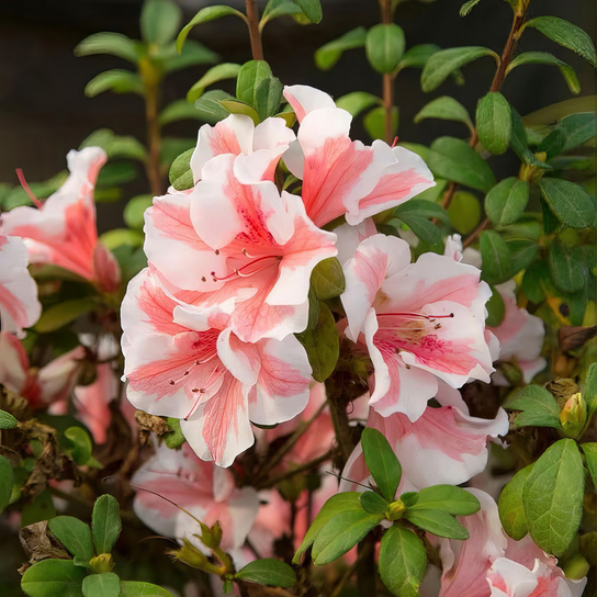 Autumn Sunburst Encore Azalea blooming and leaves